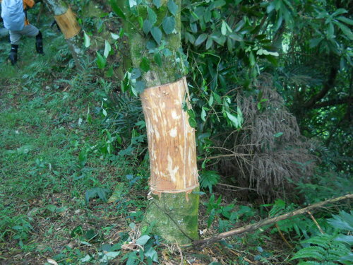          被环状剥皮相思树